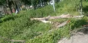 Adulto mayor sufre fractura por caída de árbol en San Juan de Aragón