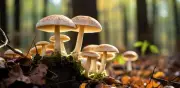 Alerta federal: recolectar y consumir hongos silvestres puede ser mortal