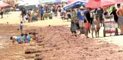 Alga marina asfixia playa de Nayarit; desata crisis turística