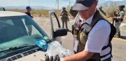 Asegurados casi 3 mil pepinos de mar en Baja California por Profepa