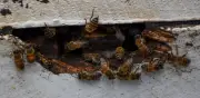 Ataque masivo de abejas en León deja 14 heridos, incluidos 3 menores