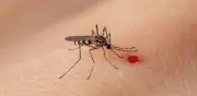 Aumentan a 7 muertes y 3 mil casos de dengue en México