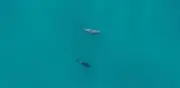 Avistan tres vaquitas marinas y registran 40 alertas acústicas en el Alto Golfo de California