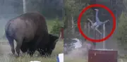 Bisonte embiste y lanza por los aires a turista de 65 años en Yellowstone