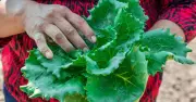 Brote de ciclosporiasis en EE.UU.: 7.000 casos sospechosos en 34 estados