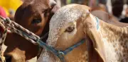 Caída en precio del ganado no se refleja en el costo de la carne: CNOG