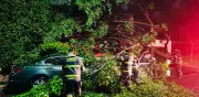 Cae árbol de 15 metros en Miguel Hidalgo y aplasta cuatro autos en CDMX