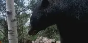 Captan en video comportamiento inusual de oso negro en Chihuahua