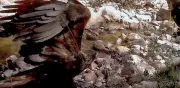 Captan inusual comportamiento de Águila Real en Aguascalientes