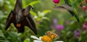 CDMX publica ley para proteger abejas, colibríes y murciélagos polinizadores