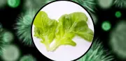 Ciclosporosis: cómo lavar la lechuga correctamente para evitar 'diarrea explosiva'