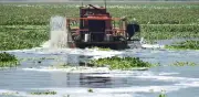 Conagua reduce más de la mitad del lirio acuático en Presa Endhó, Hidalgo