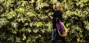 Costo de muros verdes en Metro CDMX está por debajo del mercado: Rubalcava