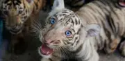 Cuba celebra nacimiento de 4 tigres de Bengala entre apagones y escasez