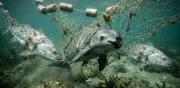 Día Internacional de la Vaquita Marina: opacidad y retrasos marcan su conservación