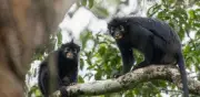 Descubren nuevo mono con labios anaranjados y rostro de máscara en África