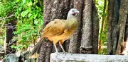 Detectan gripe aviar H7N3 en chachalacas del ZooMAT en Chiapas