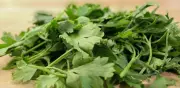 EE.UU. investiga posible vínculo de cilantro y perejil de México con brote histórico de ciclosporiasis