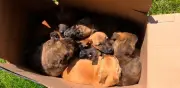 Elementos de la SSC rescatan a ocho cachorros abandonados en Tlalpan