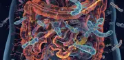 Estrés daña tu microbiota: inflamación silenciosa y cómo revertirla