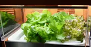 FDA confirma falso positivo de Cyclospora en lechuga mexicana; investigaciones continúan