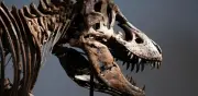 Fósil de T. rex 'Gus' vendido por 50.1 mdd, récord en subasta