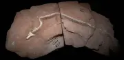 Fósil en Brasil revela cómo vivían las primeras serpientes excavadoras
