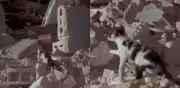 Gato busca a su familia entre escombros de terremotos en Venezuela: video viral