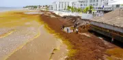 Gobierno federal invertirá 2 mil mdp para combatir sargazo en Quintana Roo