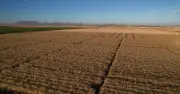 Grupo Bimbo alcanza 500,000 hectáreas en agricultura regenerativa global