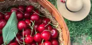 Guía para conservar cerezas hasta un año: métodos de refrigeración, congelación, almíbar y deshidratación