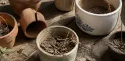 Guía para no sabotear tus plantas: errores comunes con macetas