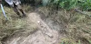 Hallan siete cuerpos en fosas clandestinas cerca del muro fronterizo en Tamaulipas