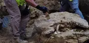 Hallazgo de tortuga gigante del Mioceno en obras de Madrid sorprende a expertos