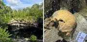 Hallazgo en cenote Yaakun: restos óseos y cerámica maya intactos