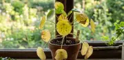 Hojas amarillas en plantas: causas y soluciones efectivas