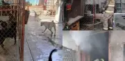 Incendio en albergue canino en Torreón deja 13 perros muertos