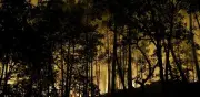 Incendio en bosque de Fontainebleau arrasa más de 1.300 hectáreas en 24 horas