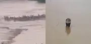 Inundaciones en China: escapan cientos de serpientes de zoológico y granjas