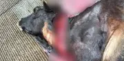 Investigan posible ataque de puma tras hallazgo de res sin vida en Querétaro