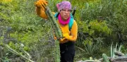 Investigan tala de garambullos en Guanajuato tras carrera