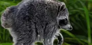 'Jimothy', el mapache de Seattle con malformación en la columna que conquista las redes