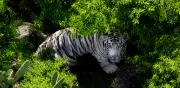 Kenzo: sanciones legales por fuga y muerte del tigre de Bengala
