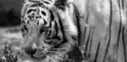 Kenzo, uno de los 200 tigres blancos en cautiverio, muere abatido en Edomex