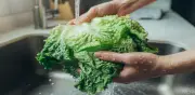 Lechuga mexicana vinculada a brote de ciclosporiasis en EE.UU., según FDA