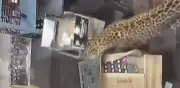 Leopardo ataca a empleado en licorería en India; queda grabado en video