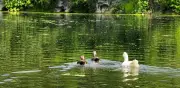Limpieza en lago de Huayamilpas atrae de vuelta a aves migratorias en Coyoacán