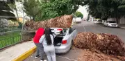 Lluvia en CDMX provoca caída de 30 árboles y alerta amarilla en 9 alcaldías