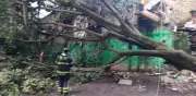 Lluvias en CDMX: 24 árboles caídos y afectaciones en varias alcaldías