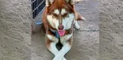 Lucas, el husky que logró una pensión histórica tras el divorcio de sus dueños